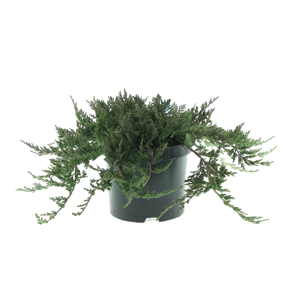 Půdopokryvné rostliny - Jalovec polehlý Wiltonii  květináč 2,5litru