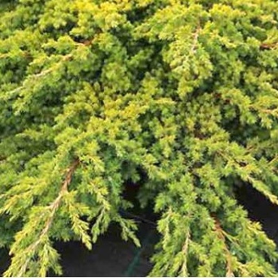 Rostliny - Jalovec položený 'Kishiogima' 2,5 litru