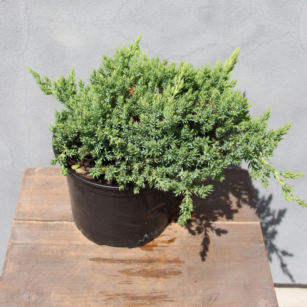 Půdopokryvné rostliny - Jalovec položený  'Nana' 2 litry