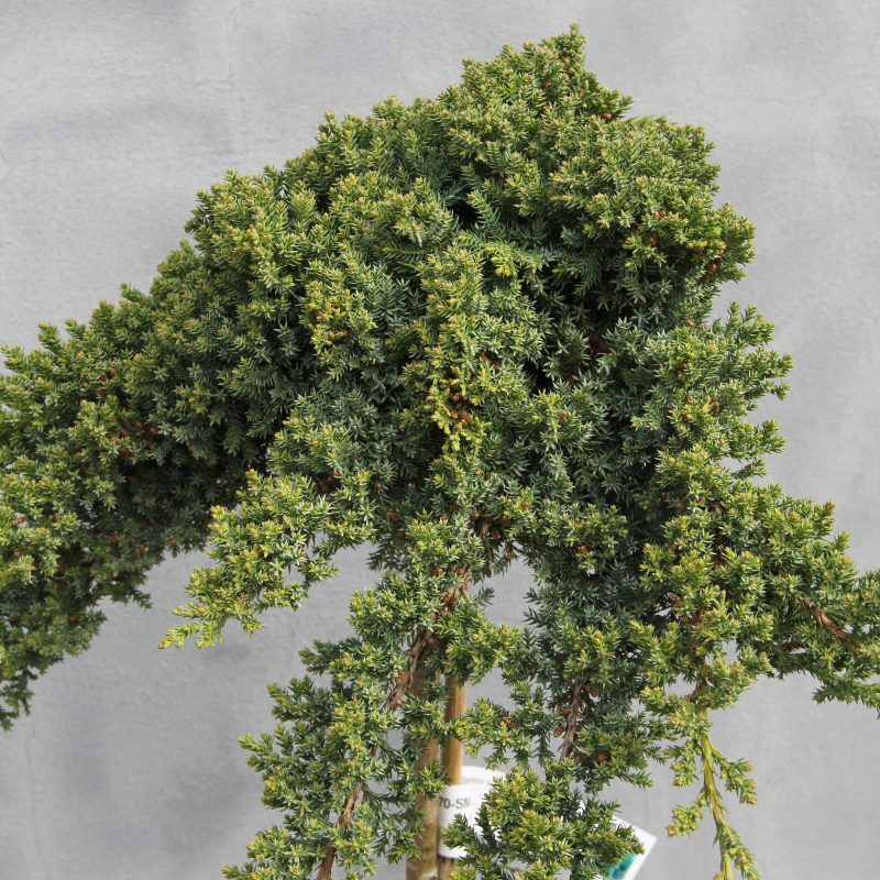 Zakrsle rostoucí jehličnany - Jalovec položený 'Nana' 20 litrů