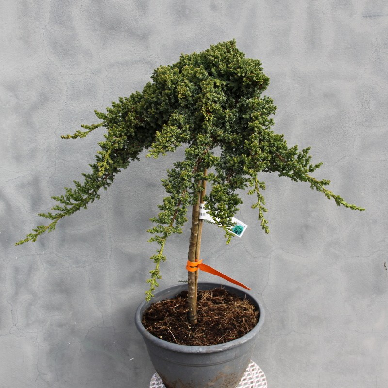 Jalovec položený 'Nana' 20 litrů-0