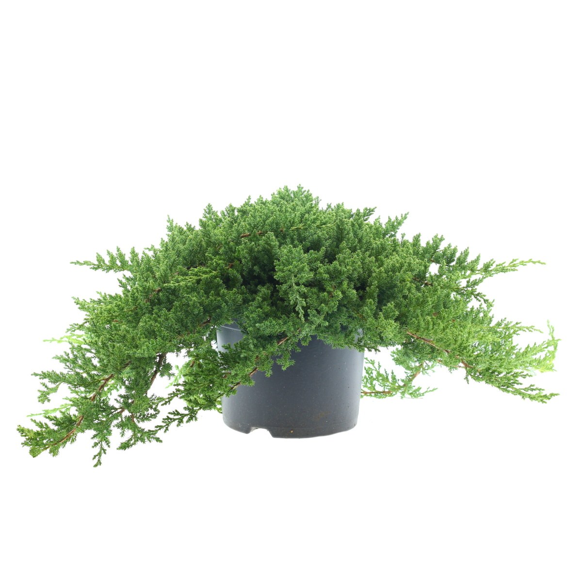 Půdopokryvné jehličnany - Jalovec položený Nana 7,5 litru