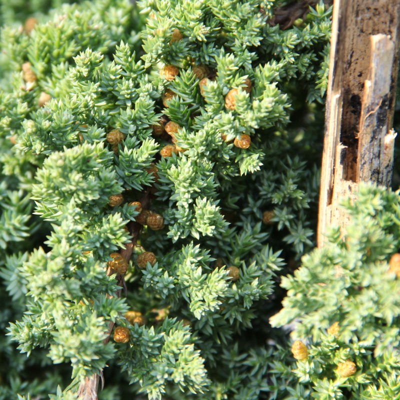 Zakrsle rostoucí jehličnany - Jalovec položený 'Nana' bonsai, 9 litrů