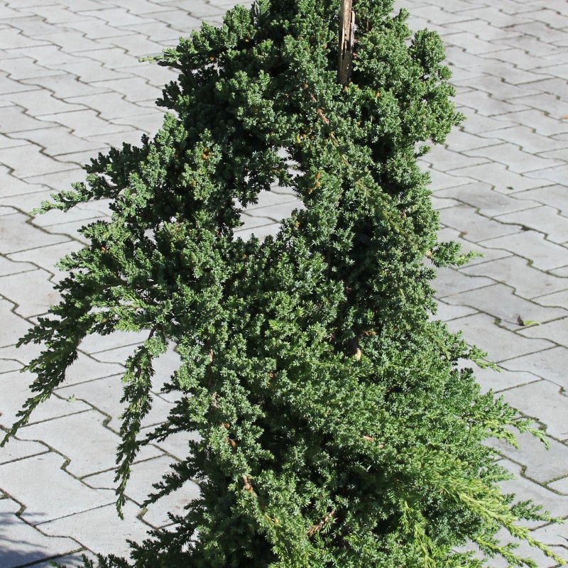 Jalovec položený 'Nana' bonsai, 9 litrů-0