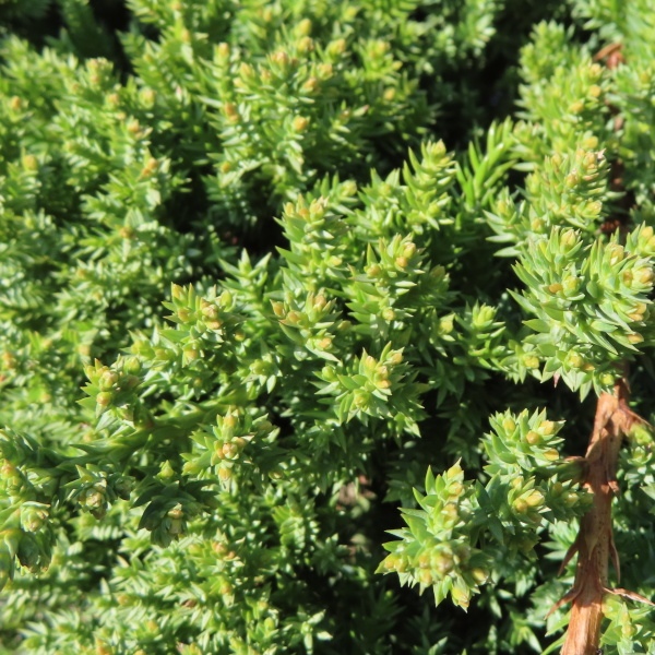 Zakrsle rostoucí jehličnany - Jalovec položený 'Nana' kmínek 1/2, 15 litrů