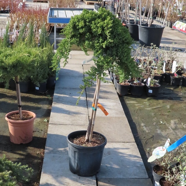 Jalovec položený 'Nana' kmínek 1/2, 15 litrů-0