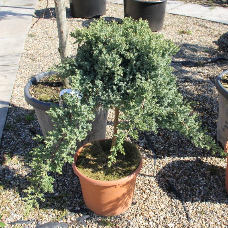 Zakrsle rostoucí jehličnany - Jalovec položený 'Nana' kmínek 40cm, 7,5 litru