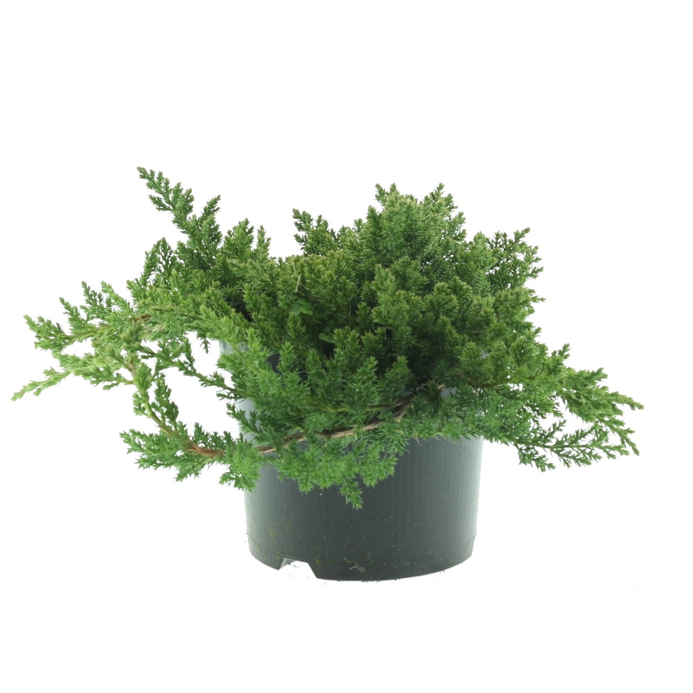 Rostliny - Jalovec položený Nana  květináč 2,5litru