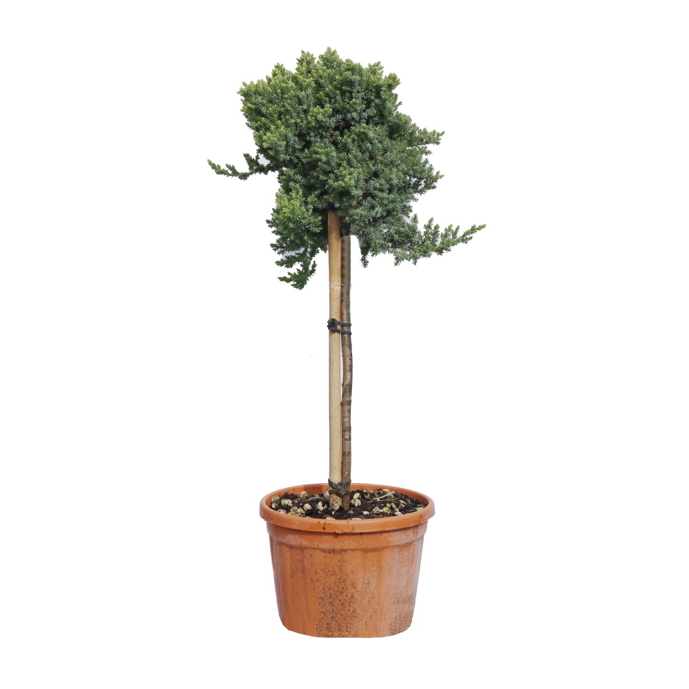 Zakrsle rostoucí jehličnany - Jalovec položený Nana mini kmínek, květináč 5 litrů