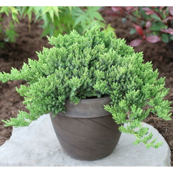 Rostliny - Jalovec položený 'Nana' výška 30/40cm, 4,6 litru