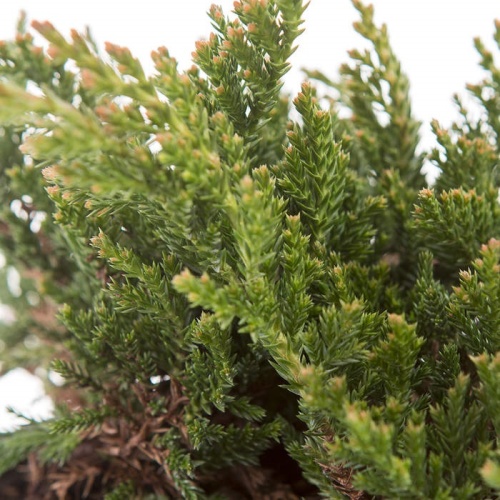 Zakrsle rostoucí jehličnany - Jalovec položený 'Prince of Wales' 14 litrů, bonsai
