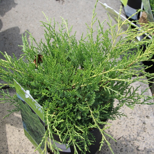 Zakrsle rostoucí jehličnany - Jalovec prostřední 'Gold Coast' 2,5 litru