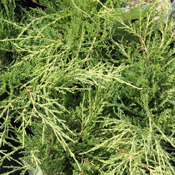 Jalovec prostřední 'Gold Coast' 2,5 litru-0