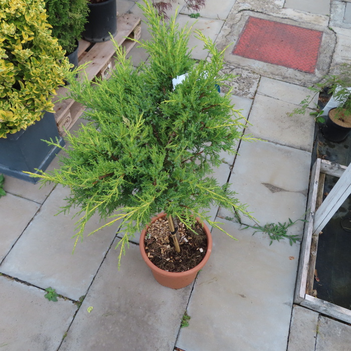 Jalovec prostřední 'Gold Kissen' kmínek, 9 litrů-0