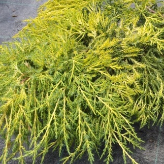 Zakrsle rostoucí jehličnany - Jalovec prostřední 'Gold Star' 2,5 litru