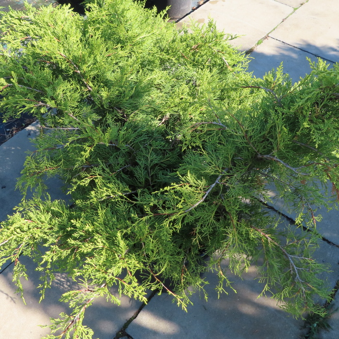 Zakrsle rostoucí jehličnany - Jalovec prostřední 'Old Gold' 15 litrů