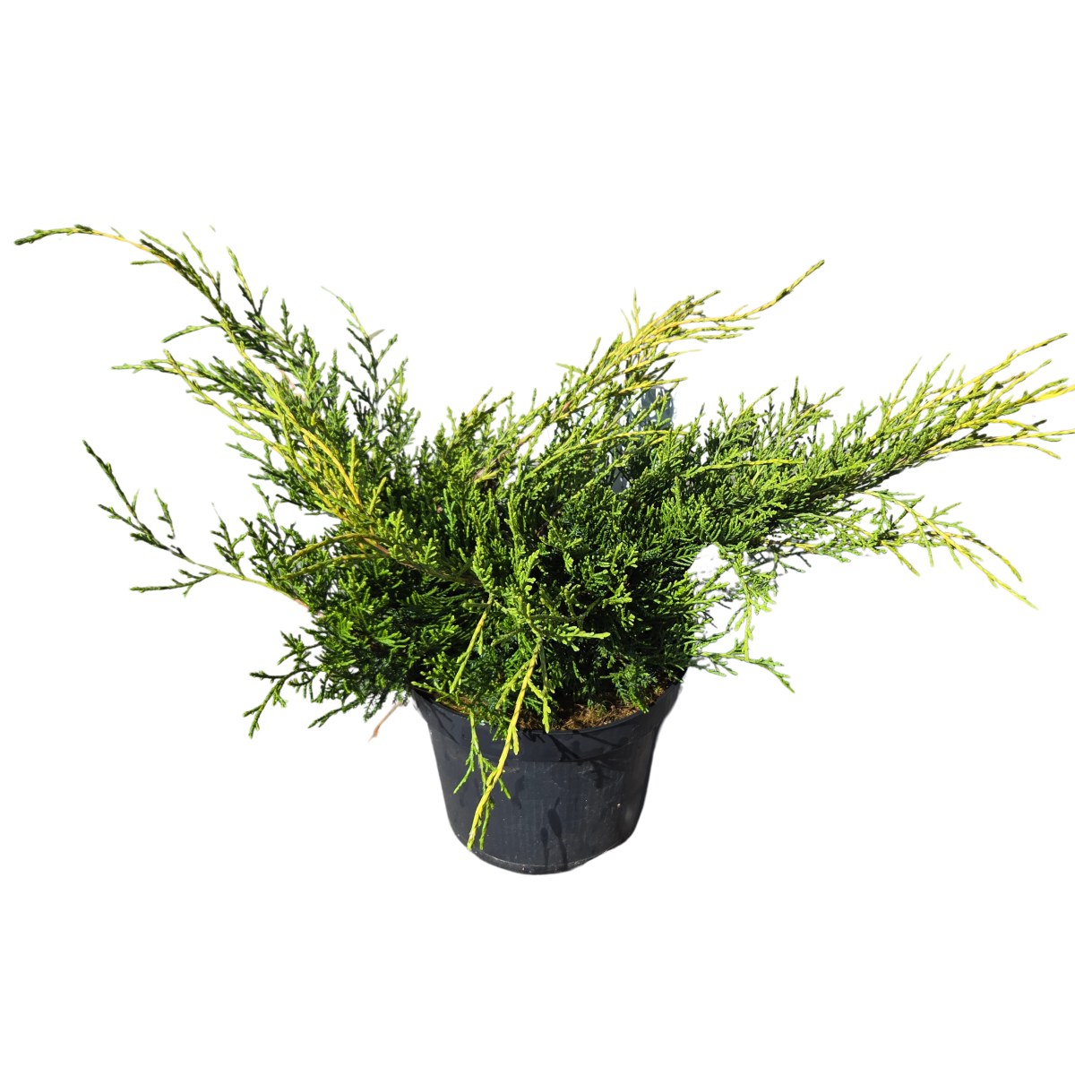 Zakrsle rostoucí jehličnany - Jalovec prostřední 'Old Gold' 2,5 litru