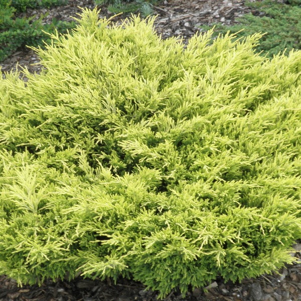 Zakrsle rostoucí jehličnany - Jalovec prostřední 'Old Gold' 2,5 litru