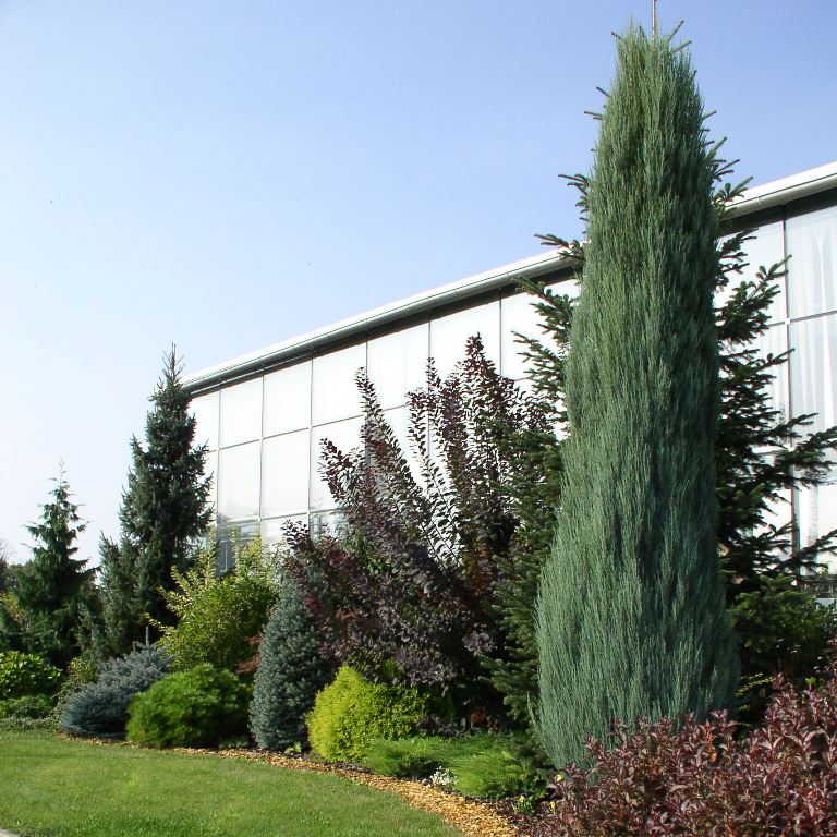 Živé ploty - Jalovec skalní 'Blue Arrow' 2 litry