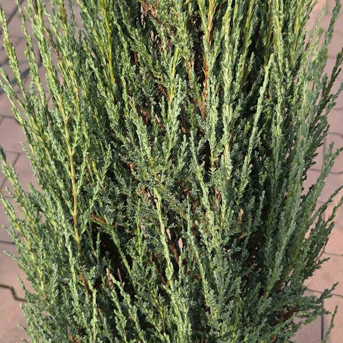 Jalovec skalní Blue Arrow výška 80/100cm, květináč 10 litrů-0