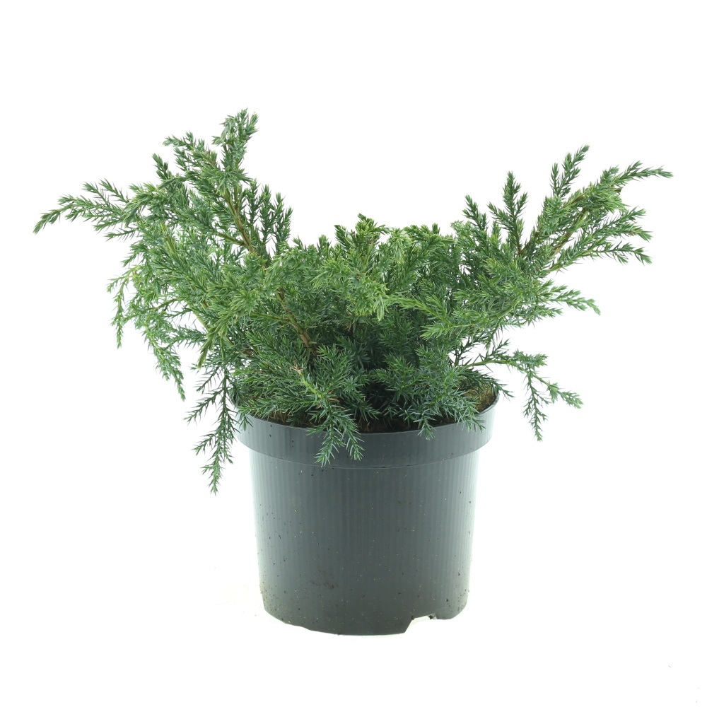 Půdopokryvné rostliny - Jalovec šupinatý Blue Carpet 2,5 litru