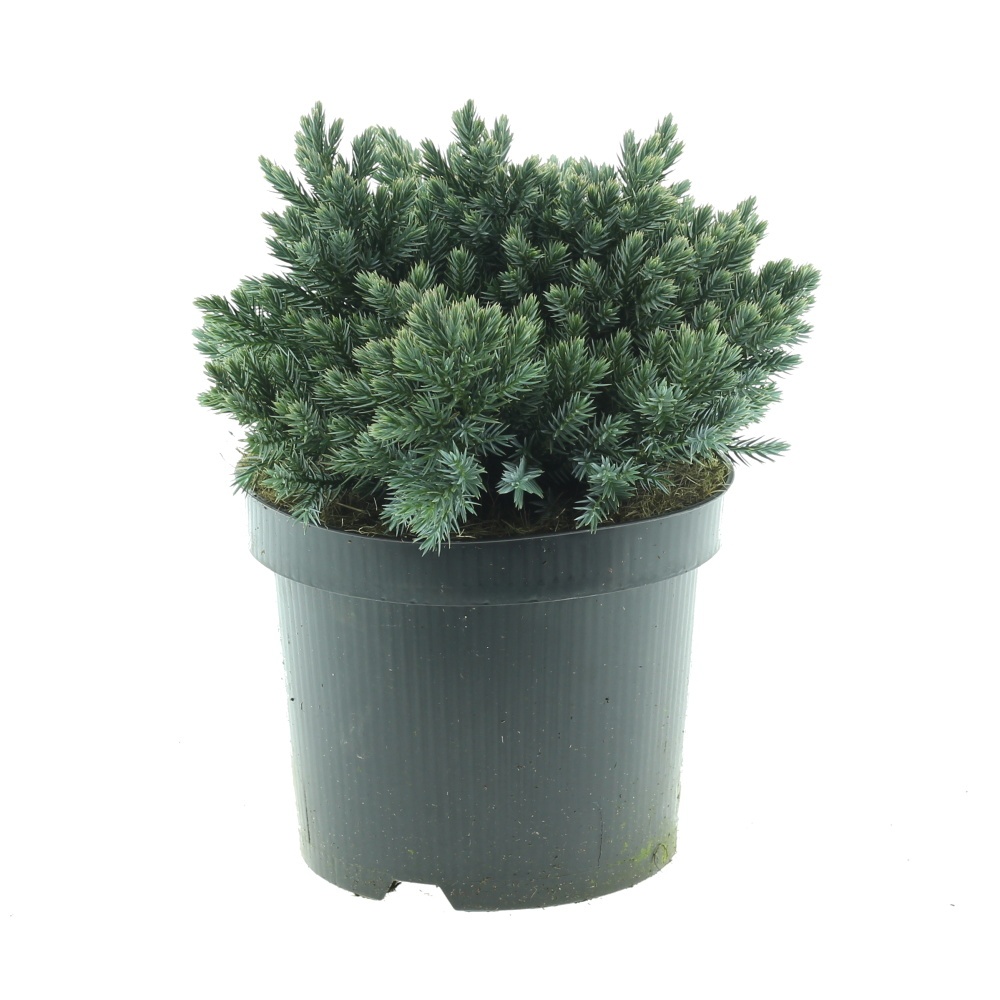 Zakrsle rostoucí jehličnany - Jalovec šupinatý Blue Star  květináč 2,5litru