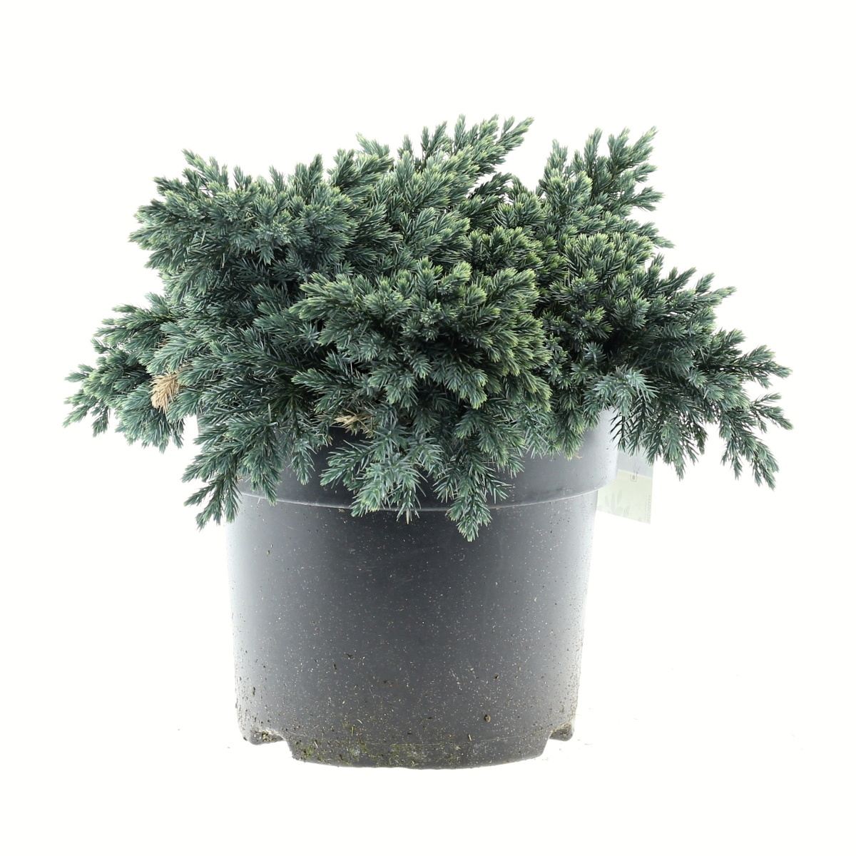 Zakrsle rostoucí jehličnany - Jalovec šupinatý Blue Star květináč 7,5 litru, výška 25/30cm, pokryvný