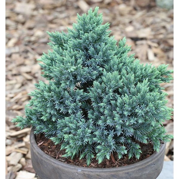 Rostliny - Jalovec šupinatý 'Blue Star' výška 25/30cm, 4,6 litru