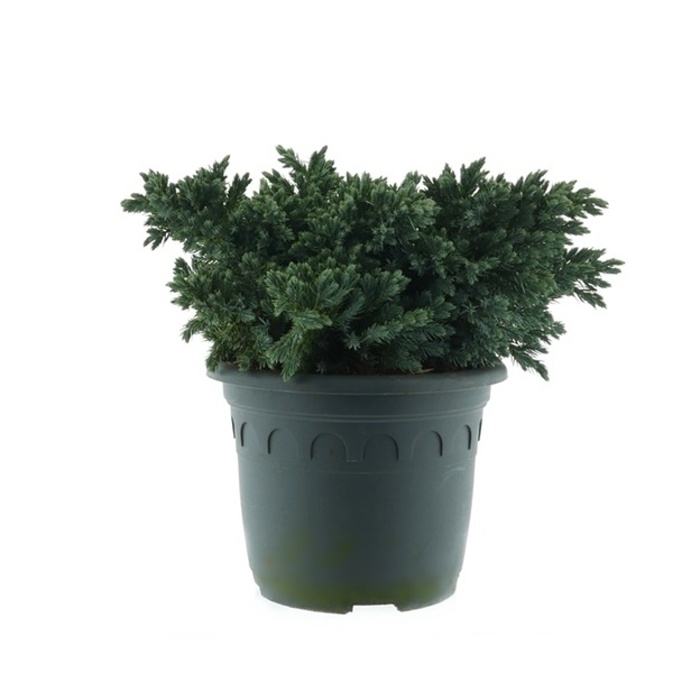 Zakrsle rostoucí jehličnany - Jalovec šupinatý 'Blue Star' výška 25/30cm, květináč 5 litrů