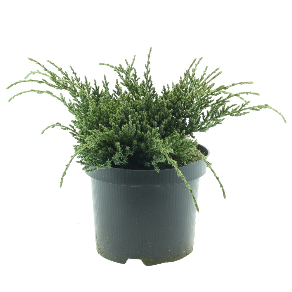 Zakrsle rostoucí jehličnany - Jalovec šupinatý Holger květináč 2 litry, výška 20/25cm, pokryvný