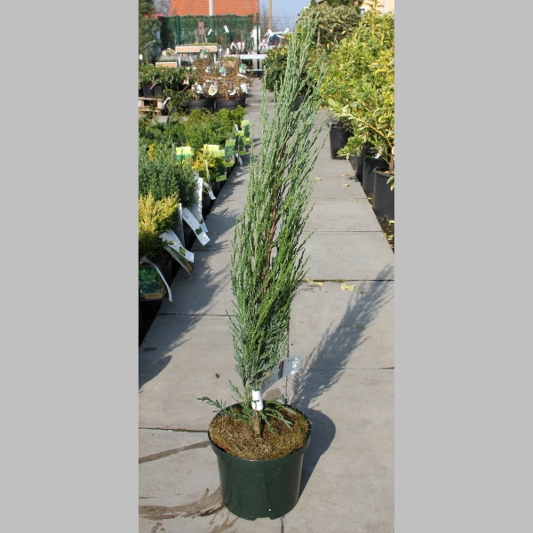 Jalovec viržinský Blue Arrow květináč 2,5 litru, výška 30/40cm, sloupovitý-0