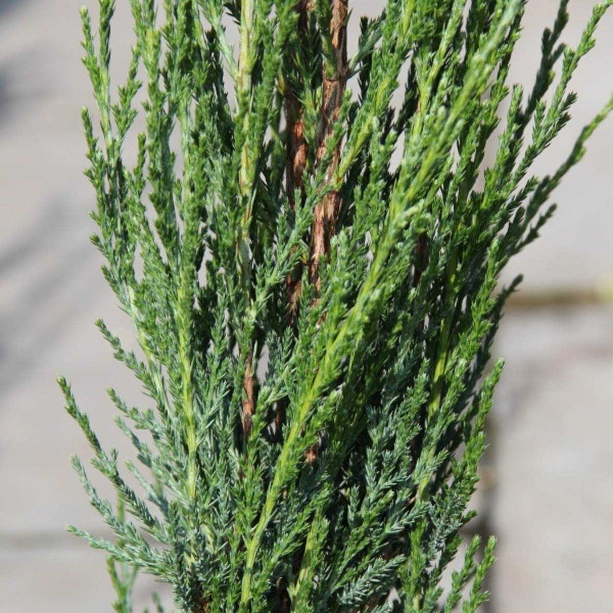 Jalovec viržinský Blue Arrow květináč 2,5 litru, výška 30/40cm, sloupovitý-0