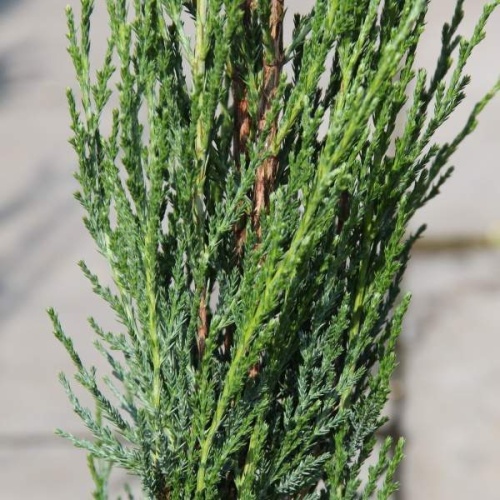 Vzrůstné jehličnany - Jalovec viržinský Blue Arrow květináč 7,5 litru, výška 80/100cm, sloupovitý