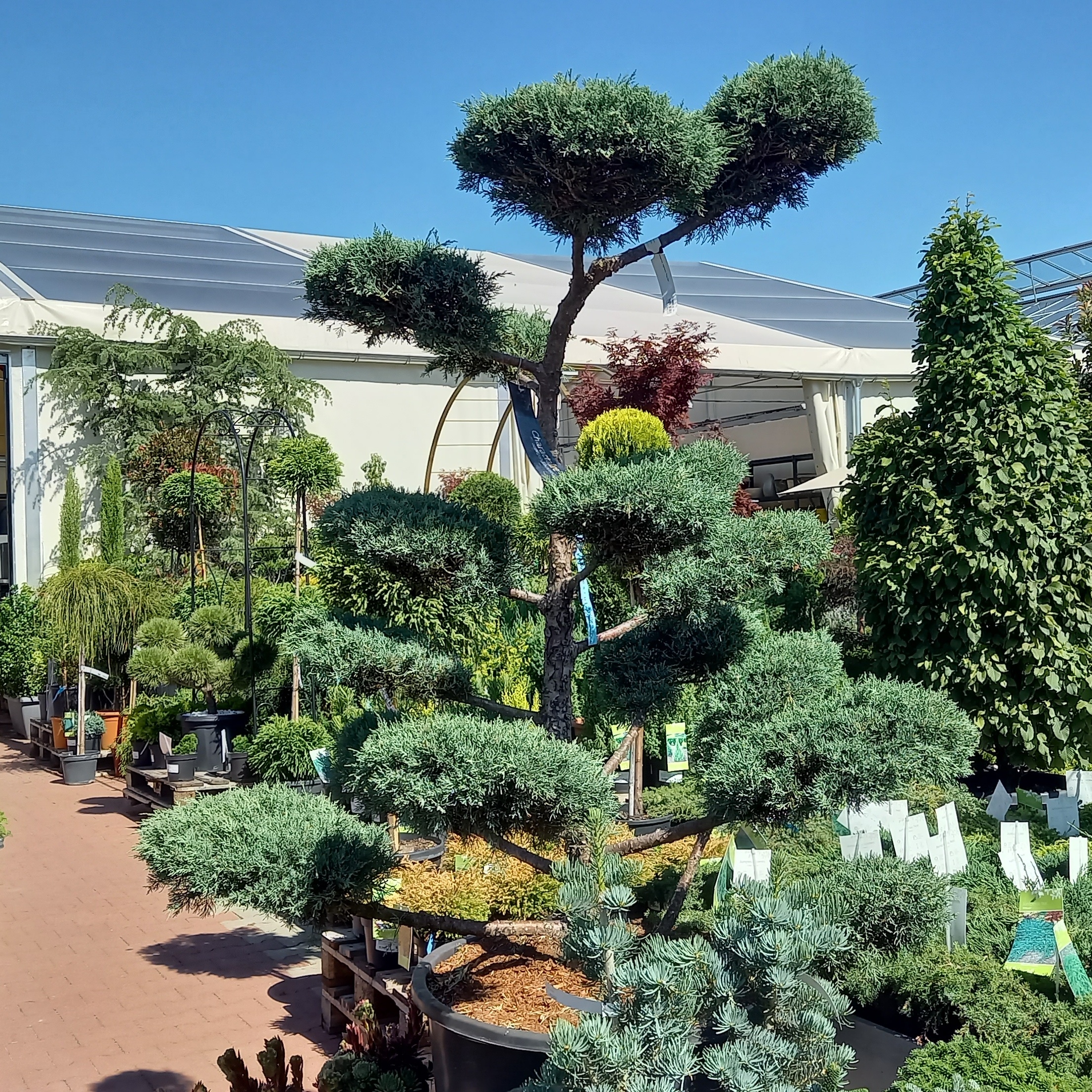 Jehličnany - Jalovec viržinský Grey Owl výška 125/150cm, květináč 110 litrů. bonsaj