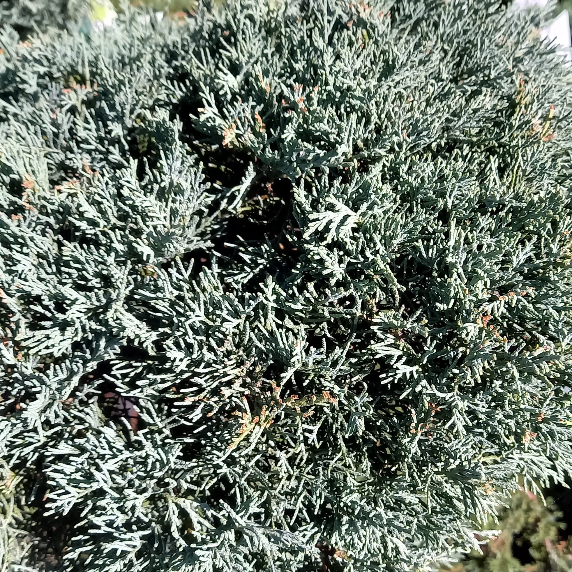 Jalovec viržinský Grey Owl výška 125/150cm, květináč 110 litrů. bonsaj-0