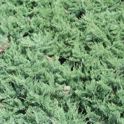 Zakrsle rostoucí jehličnany - Jalovec vodorovný Blue Chip květináč 18 litrů, bonsai