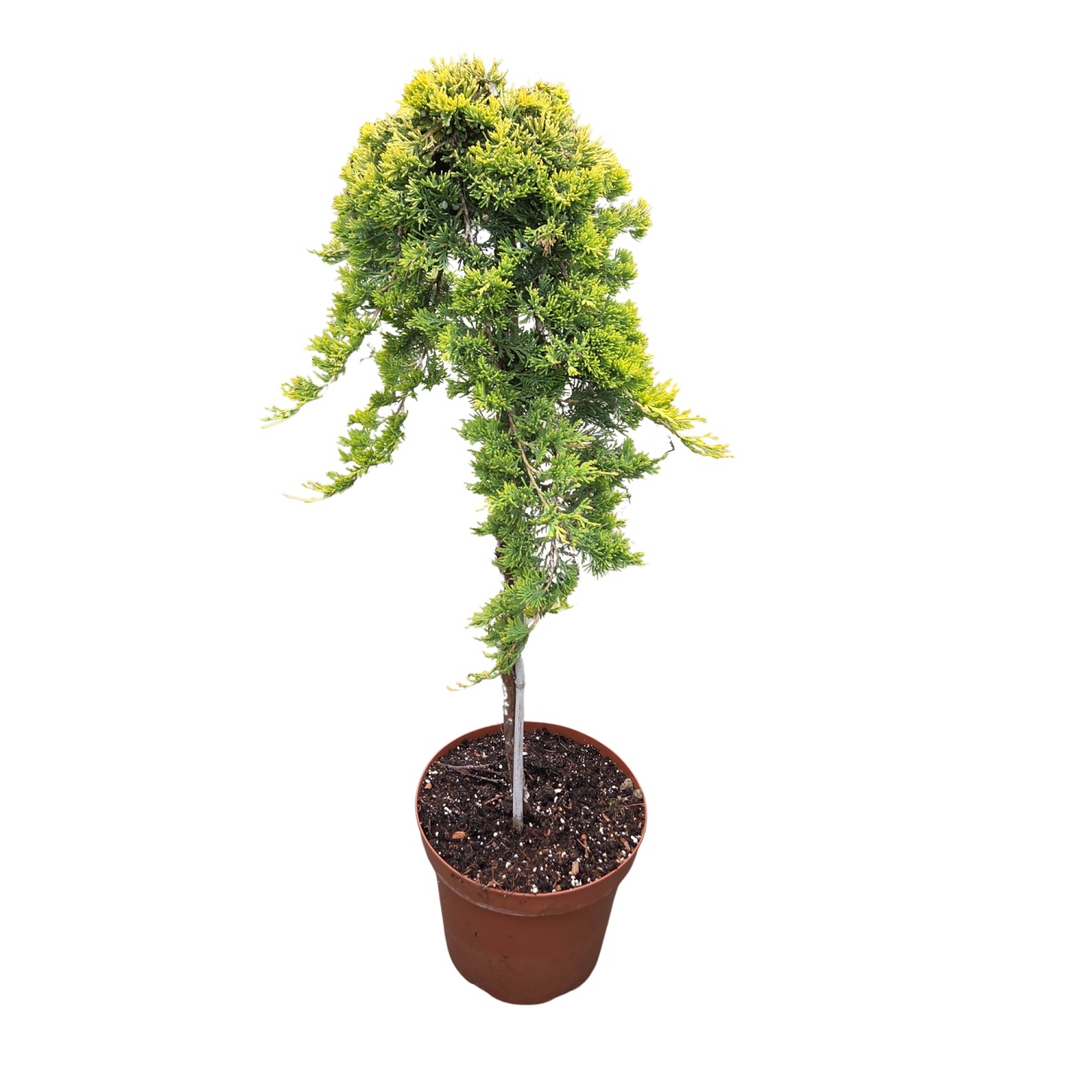 Zakrsle rostoucí jehličnany - Jalovec vodorovný Golden Carpet kmínek 80cm, květináč 7,5 litru