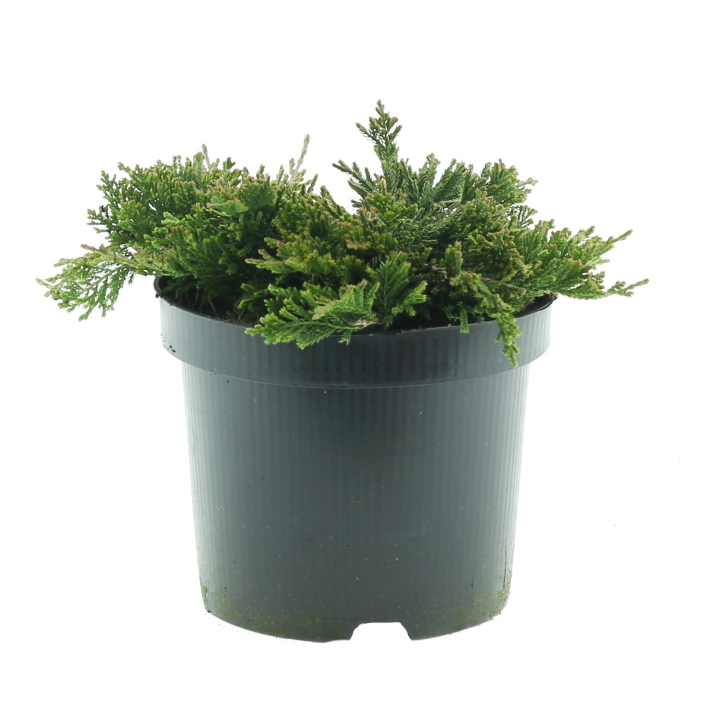 Půdopokryvné rostliny - Jalovec vodorovný Golden Carpet květináč 2,5 litru, výška 5/10cm, pokryvný