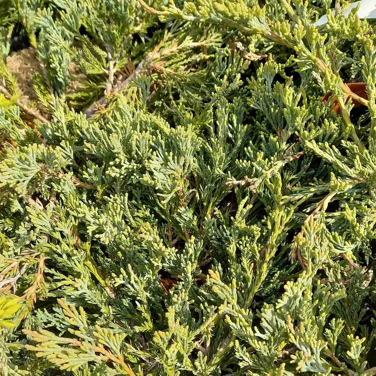 Půdopokryvné jehličnany - Jalovec vodorovný Jade River květináč 2 litry