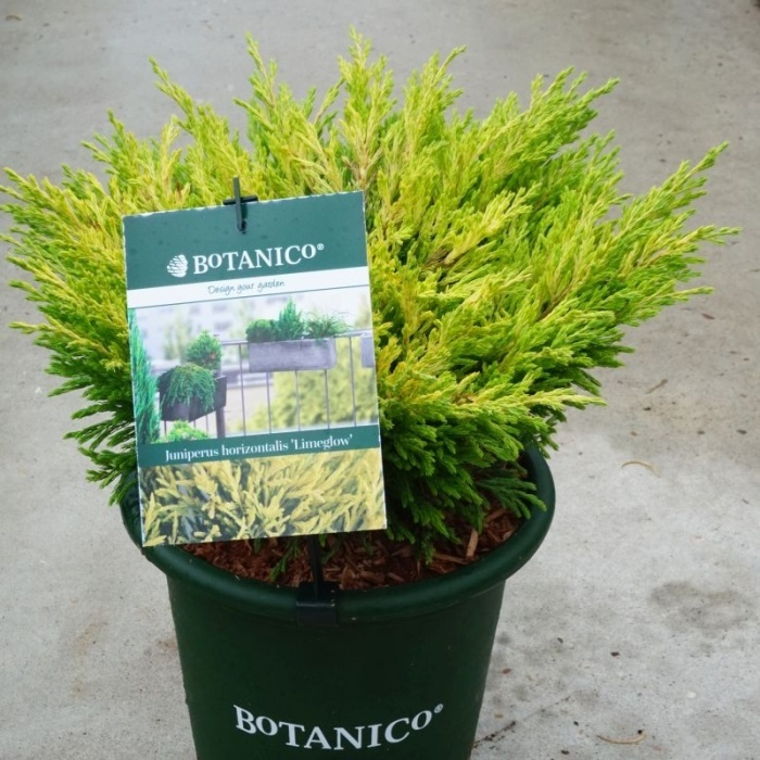 Zakrsle rostoucí jehličnany - Jalovec vodorovný 'Lime Glow' květináč 3,7 litru