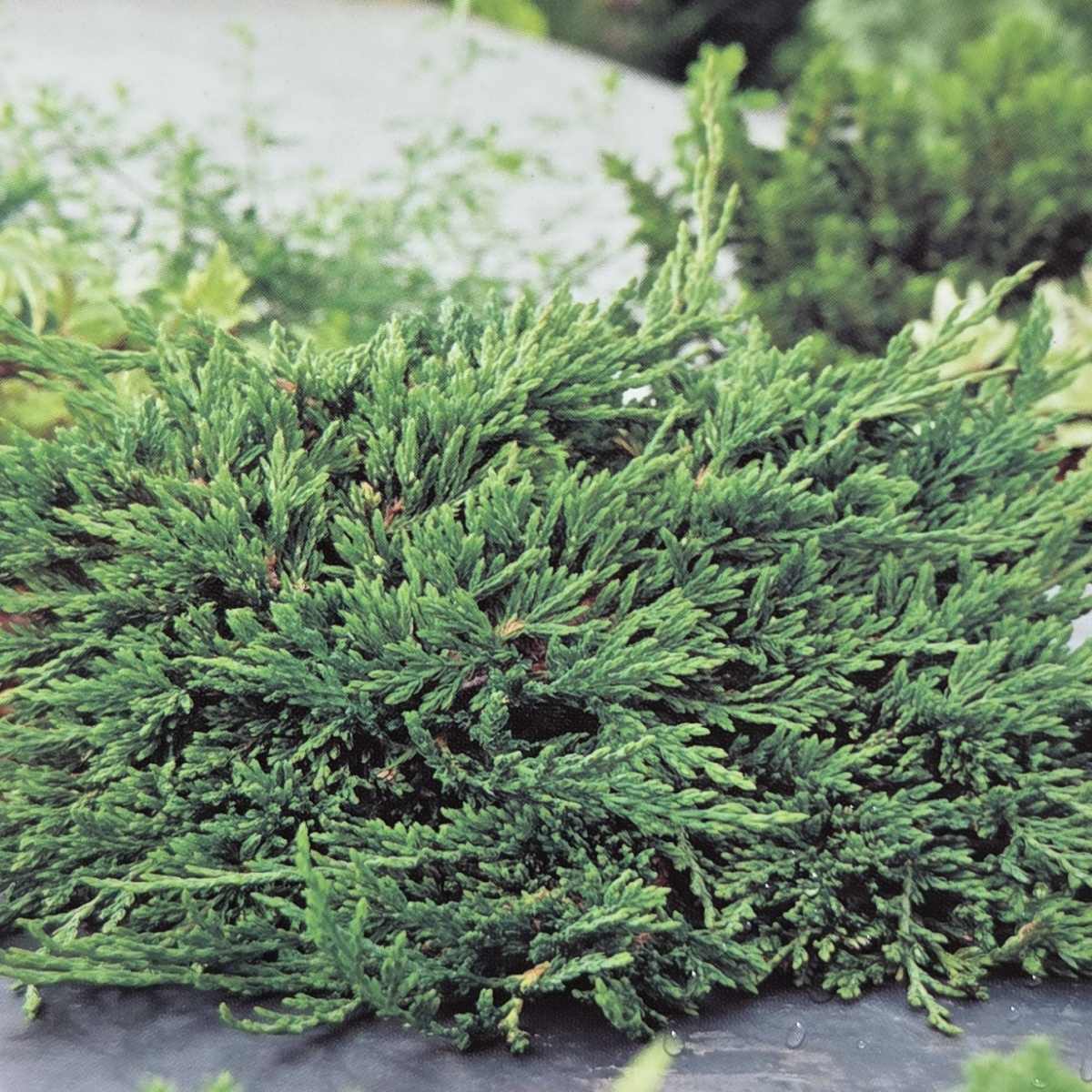 Půdopokryvné jehličnany - Jalovec vodorovný Pancake výška 15/20cm, květináč 2,5 litru