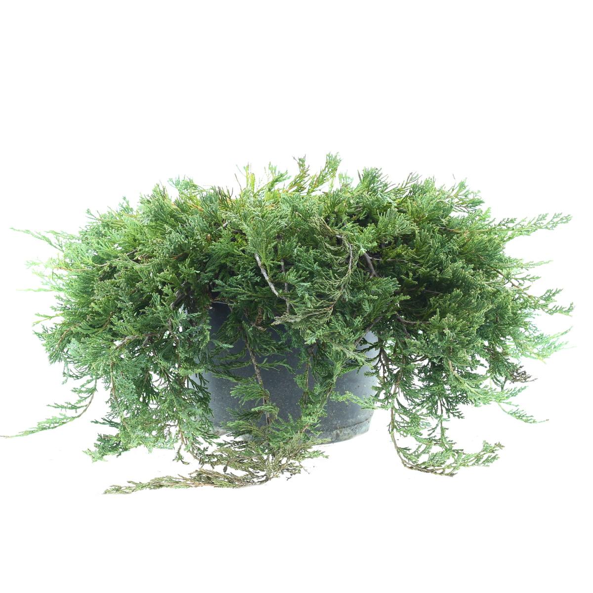 Půdopokryvné jehličnany - Jalovec vodorovný Wiltonii velikost 40/60cm, květináč 7,5 litru