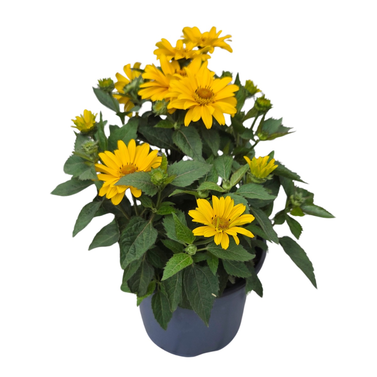 Na slunce - Janeba drsná mix, květináč 19cm