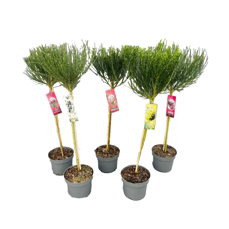 Keře okrasné květem - Janovec metlatý mix, kmínek 60cm, květináč 5 litrů