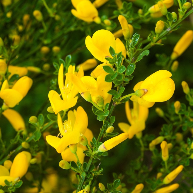 Keře okrasné květem - Janovec metlatý MIX květináč 10 litrů, výška 50/60cm, forma keře