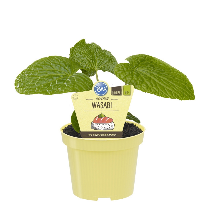 Bylinky - Japonský křen Wasabi BIO květináč 12cm