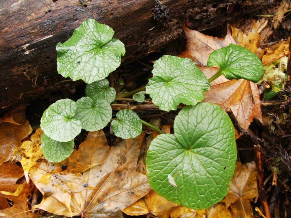 Japonský křen Wasabi BIO květináč 12cm-0