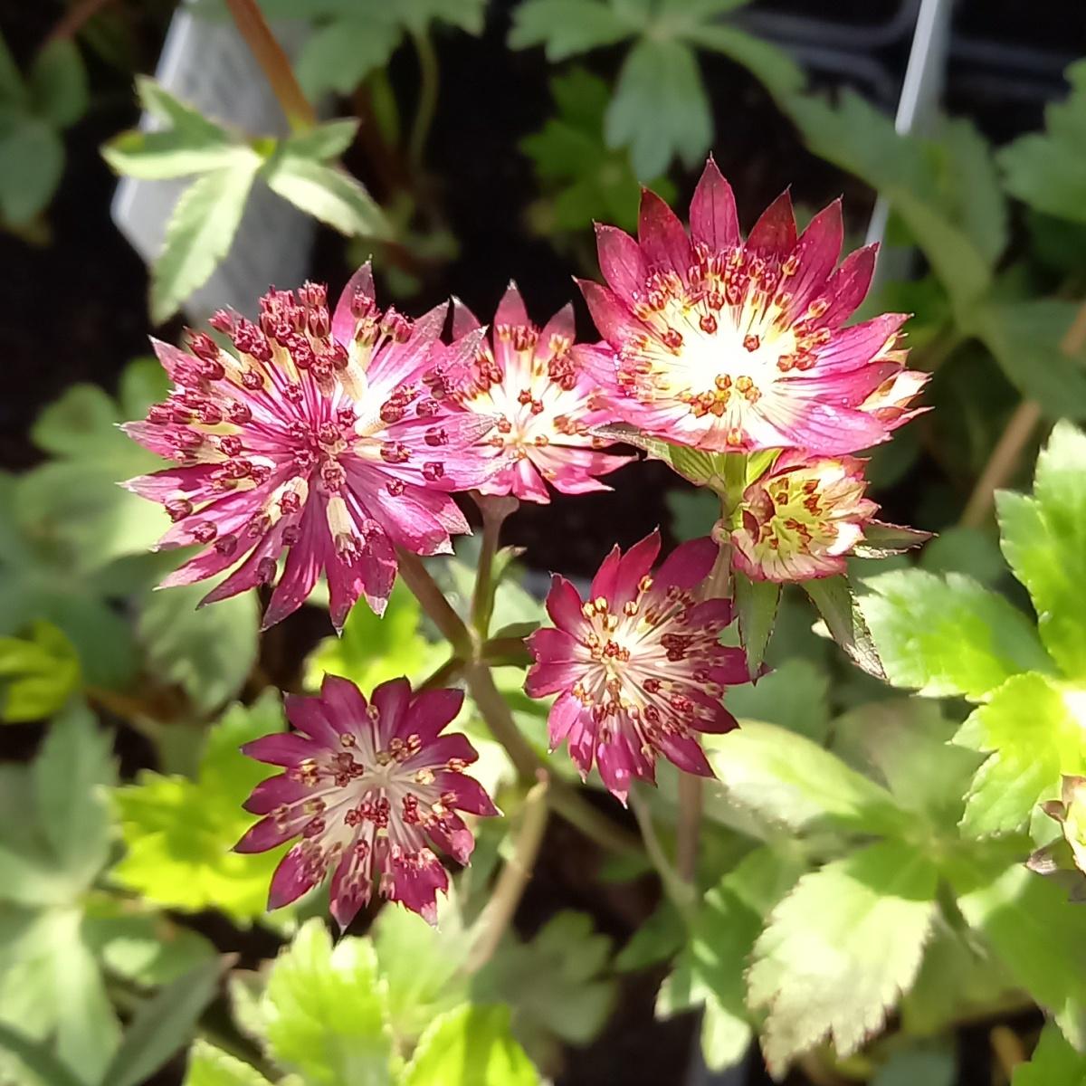 Na slunce - Jarmanka větší Claret květináč 9cm