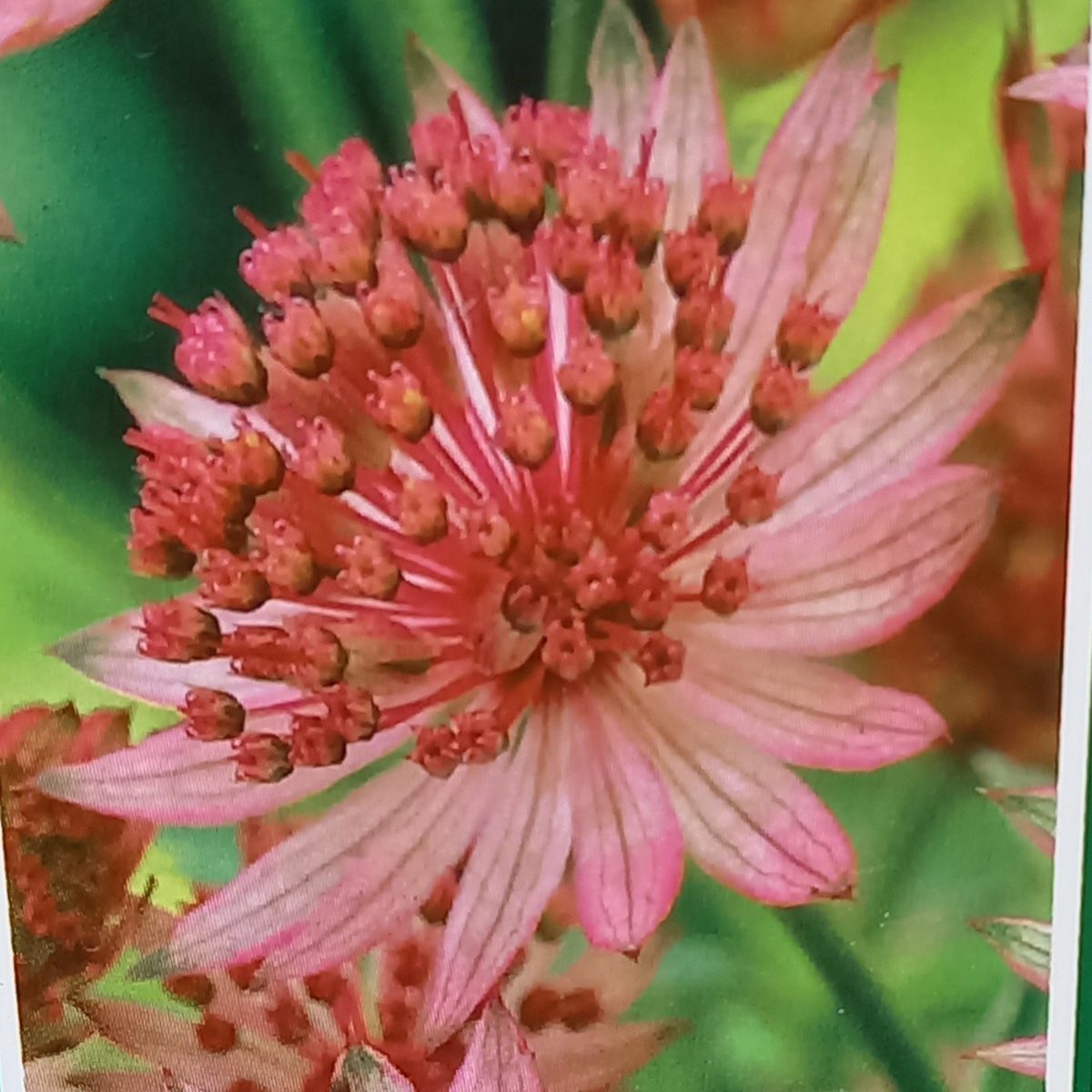 Na slunce - Jarmanka větší Pink Pride květináč 9cm