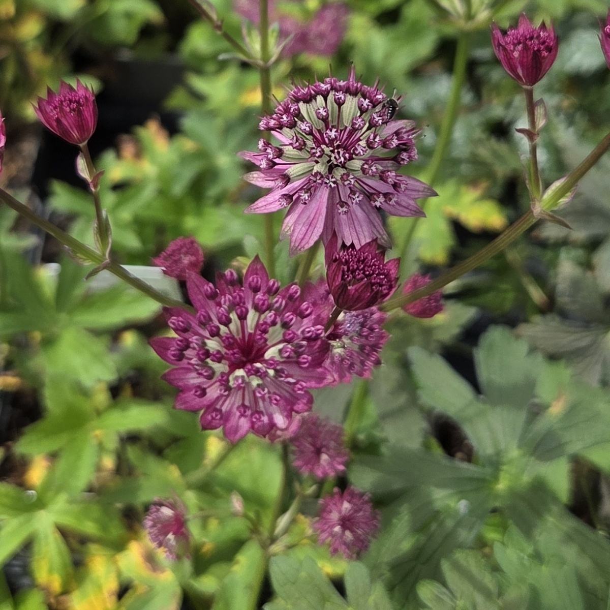 Na slunce - Jarmanka větší Ruby Cloud květináč 9cm